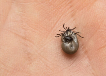 Coraz więcej osób choruje na kleszczowe zapalenie mózgu - Aktualności Coraz więcej osób choruje na kleszczowe zapalenie mózgu